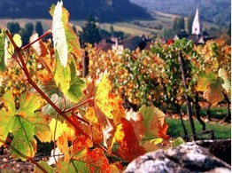 Wijngaarden Bourgogne